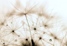 03 Dandelion