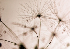 05 Dandelion