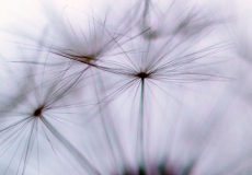 06 Dandelion