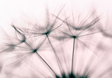 07 Dandelion