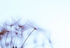 08 Dandelion