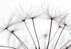 16 Dandelion