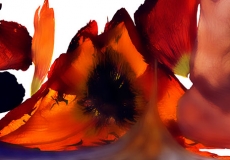 11 Floral Fusion