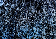 Into the woods #10