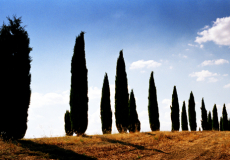 Tuscany # 4