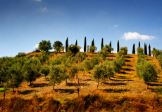 Tuscany # 6