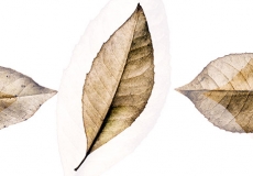 12 Leaves