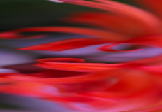 Natures Shape # 2