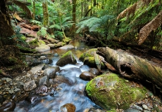 Mount Donna Buang #04