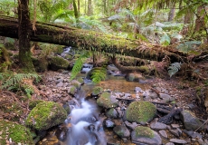 Mount Donna Buang #05