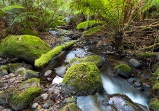 Mount Donna Buang #08