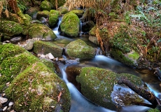 Mount Donna Buang #14