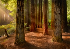 Redwoods Otways #1