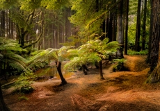 Redwoods Otways #2