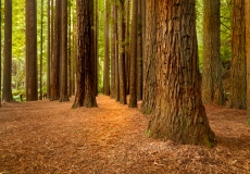 Redwoods Otways #3