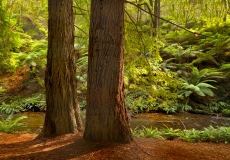 Redwoods Otways #4