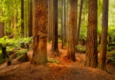 Redwoods Otways #5