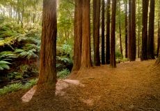 Redwoods Otways #7