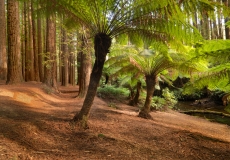 Redwoods Otways #8