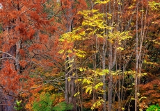 06 Seasons Autumn - Collection 2