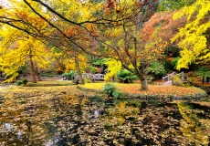 11 Seasons Autumn - Collection 2