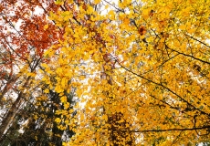 12 Seasons Autumn - Collection 2