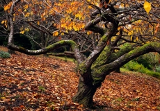 13 Seasons Autumn