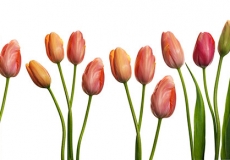 02 Tulips