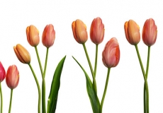 03 Tulips