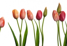 04 Tulips