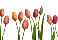 05 Tulips
