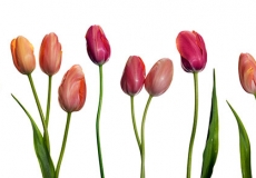 06 Tulips