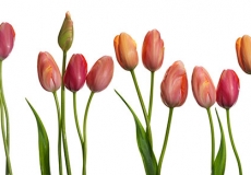 09 Tulips