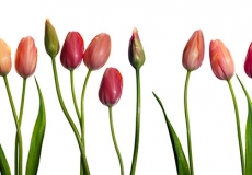 10 Tulips