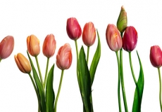 11 Tulips