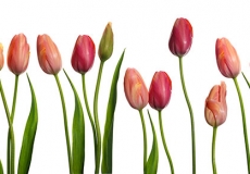 12 Tulips