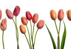 13 Tulips