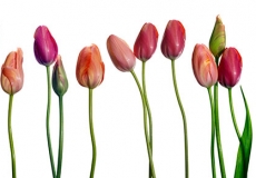 14 Tulips