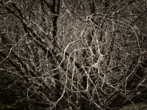 winter wood # 8