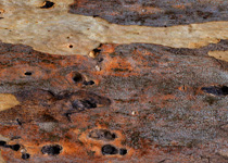 Natures-Texture-thumb