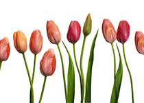 Tulips-thumb