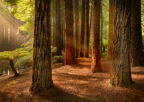 redwood_otways