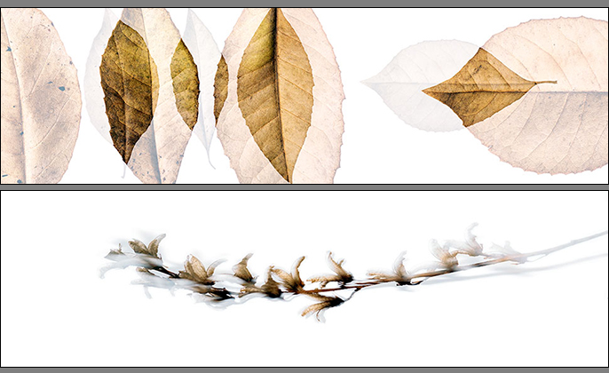 Leaves Collection of Photo Art by Michael Collins for VISUAL RESOURCE B