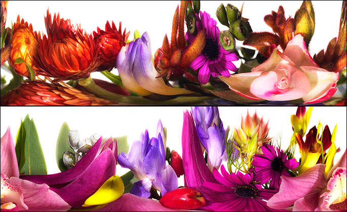 BLOOMING BANQUET - Limited Edition Photo Art by Michael Collins Images 03 and 09