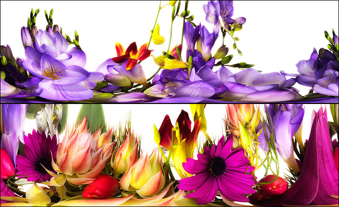 Blooming Banquet - Limited Edition Photo Art by Michael Collins Images 18 and 11