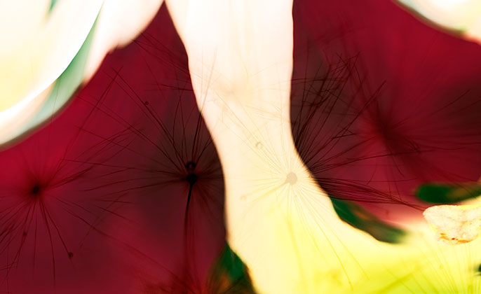 Original Photographic Art by Michael Collins for Visual Resource 06 NATURES SHAPE Collection 2