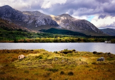 Irish Landscape 12