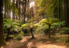 Redwoods Otways #6